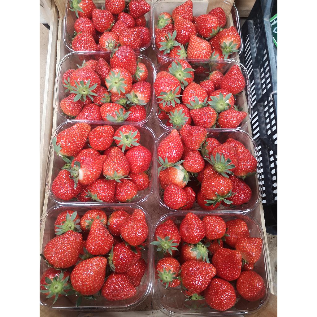 Fraise en ravier 500g (grande) (POM'ONE)