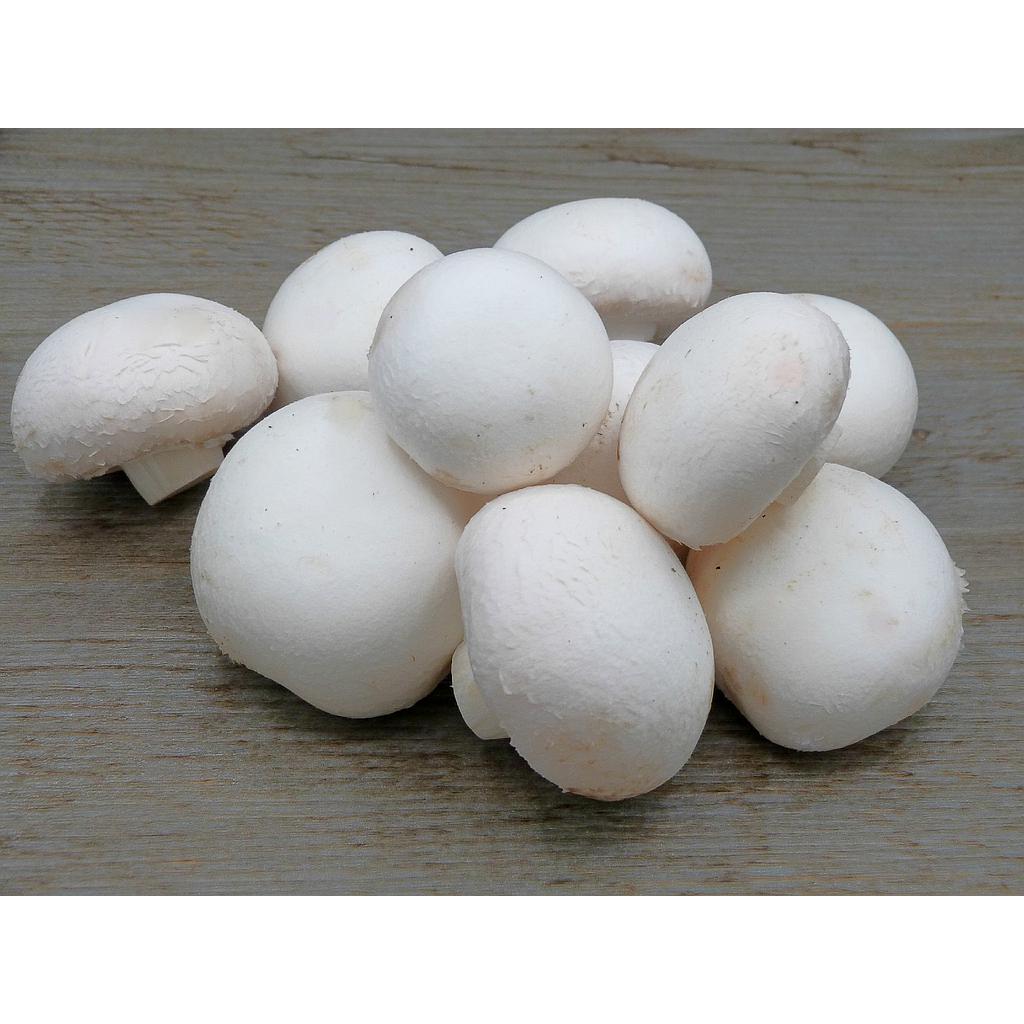 Champignon blanc